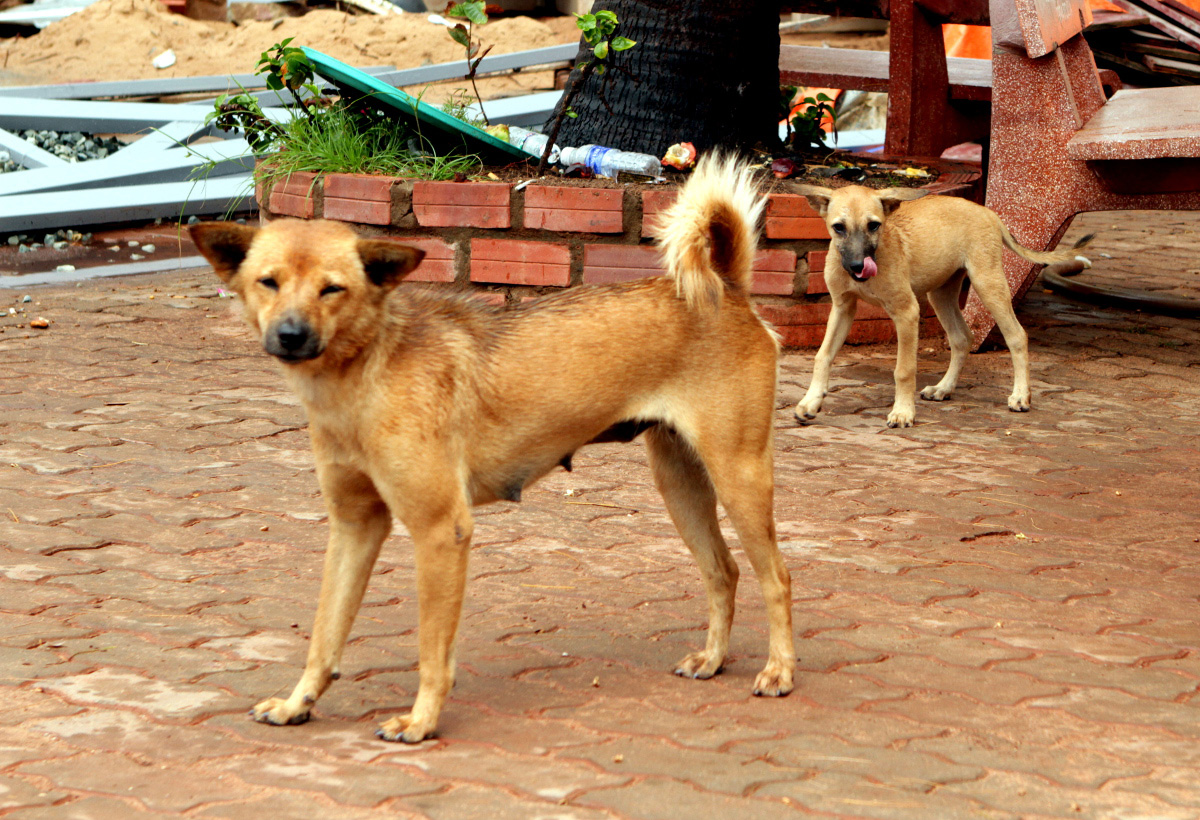 wild-dogs-in-vietnam